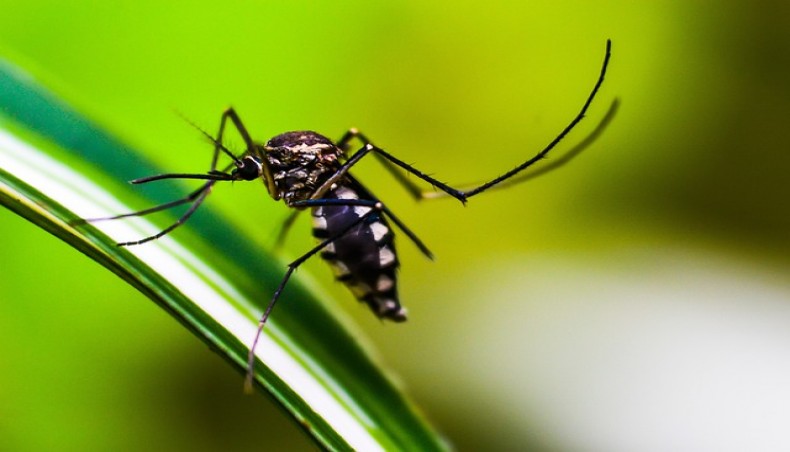 3 more die of dengue, 250 hospitalised in 24hrs in Bangladesh