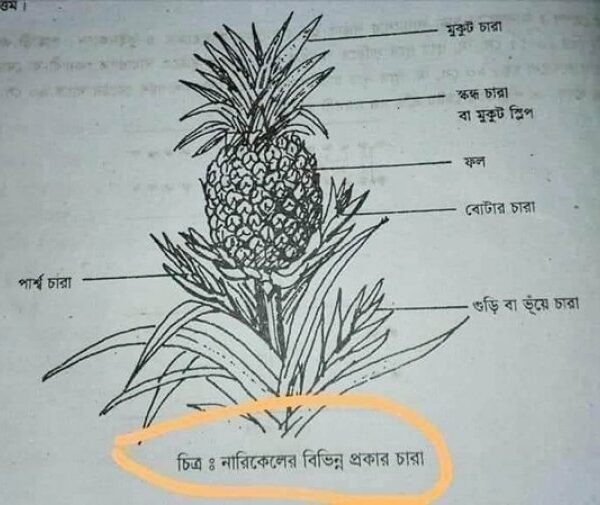 পাঠ্যবইয়ে আনারসের ছবির নিচে নারিকেল লেখাটি এডিট করা