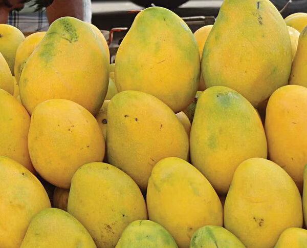 Hasina sends mangoes for Mamata