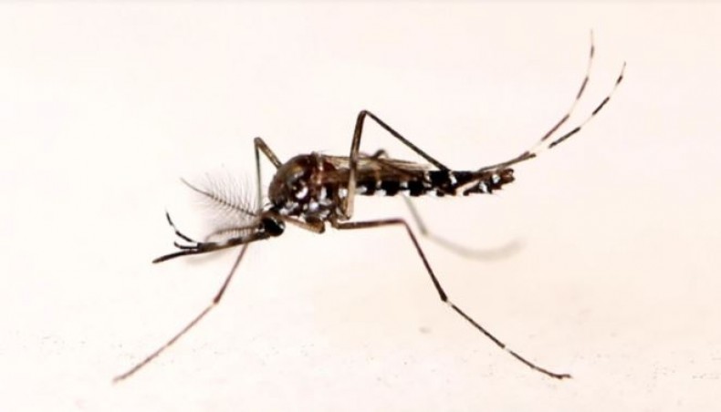 Bangladesh reports 5 more dengue deaths, 678 more cases