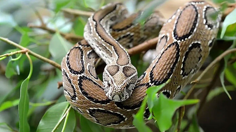 rasels viper