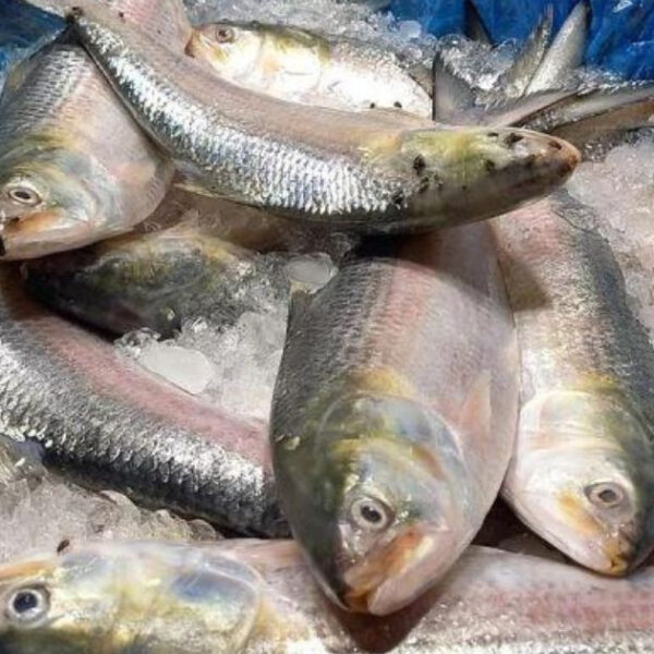 532000 kg hilsa exported to India in 11 Days