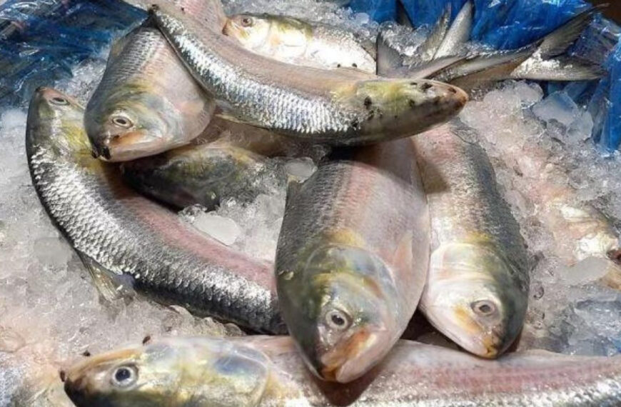 532000 kg hilsa exported to India in 11 Days