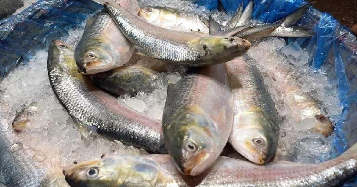 hilsa